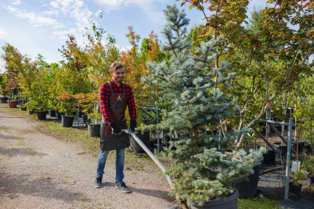 Best Tree Maintenance Programs  in USA